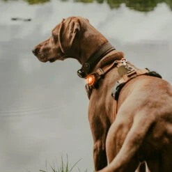 Orbiloc LED Veiligheidslamp -Premium Dierenwinkel N4eoyBsJHWcNYAXkovop129xGNq5ym metaT3JiaWxvY19Eb2dfRHVhbF9BbGxfQW1iZXJfMDMuanBn