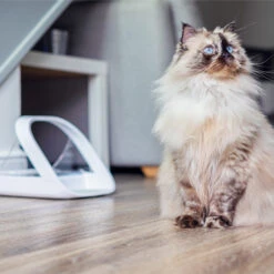 Surefeed Connect Microchip Voerautomaat -Premium Dierenwinkel WnNhu9hPMUo1QKjKghfbGLzae1cNy9 metaU3VyZWZlZWQtMS5qcGc