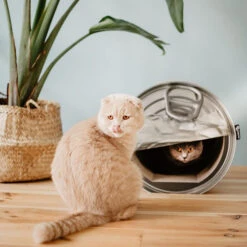 District 70 Can -Premium Dierenwinkel district 70 can 133825 0500 none