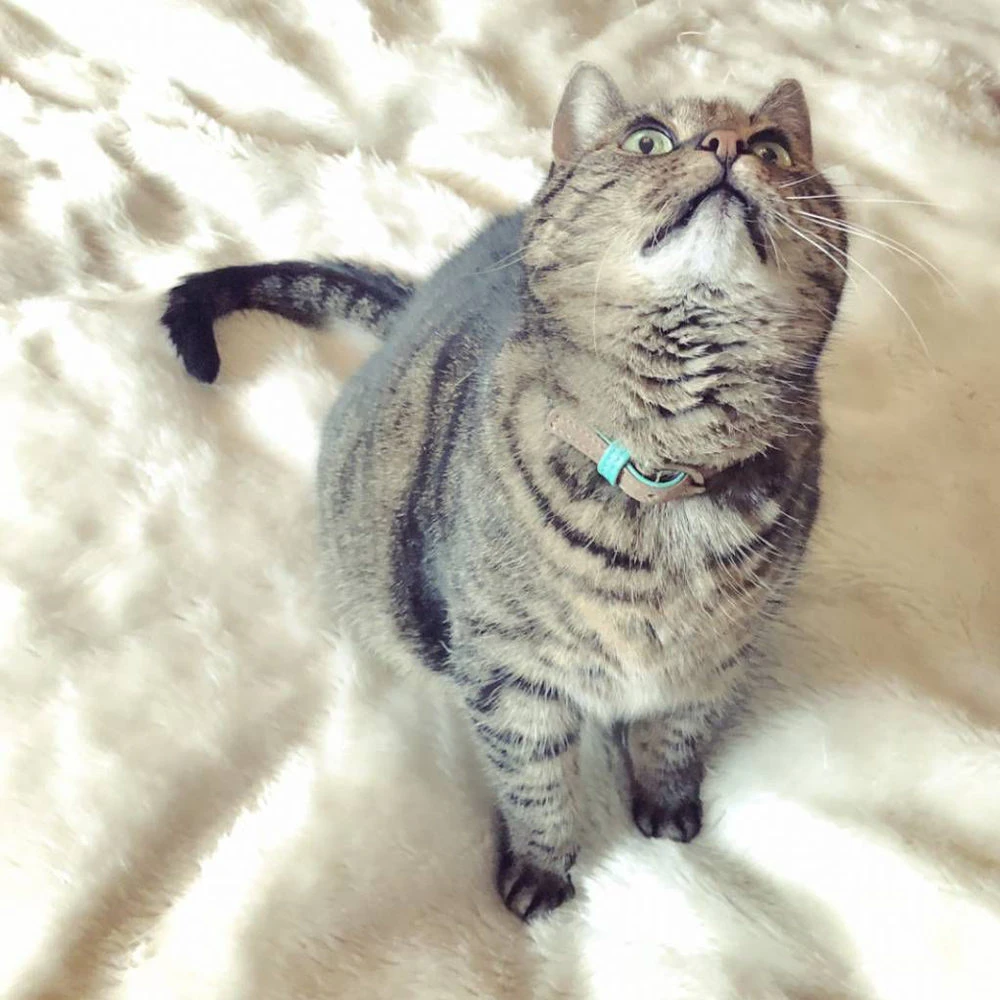 DWAM Kattenhalsband Tommy 5 DWAM Kattenhalsband Tommy - Afbeelding 5