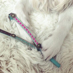 DWAM Kattenhalsband Tommy 12 DWAM Kattenhalsband Tommy -Premium Dierenwinkel dwam kattenhalsband tommy 166399 1000 none