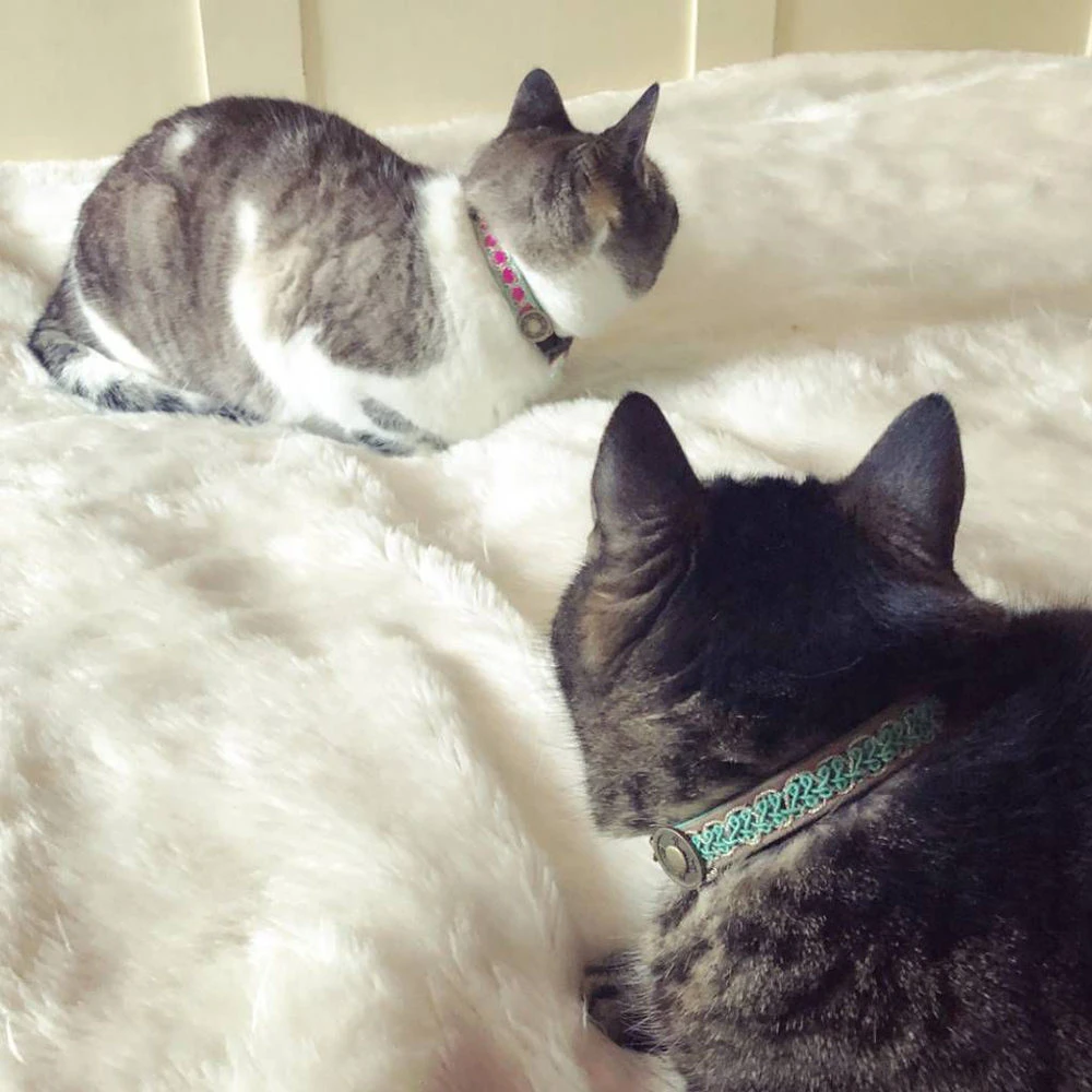 DWAM Kattenhalsband Tommy 7 DWAM Kattenhalsband Tommy - Afbeelding 7