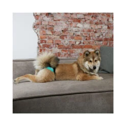 Ebi Loopsheidbroekje 14 Ebi Loopsheidbroekje -Premium Dierenwinkel ebi loopsheidbroekje 150485 1000 none