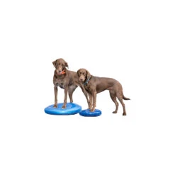 FitPAWS Balance Disc -Premium Dierenwinkel fitpaws balance disc 151561 1500 none