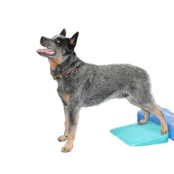 FitPAWS Balance Ramp 5 FitPAWS Balance Ramp -Premium Dierenwinkel fitpaws balance ramp 176143 0500 none
