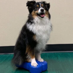 FitPAWS Bone Mini's 7 FitPAWS Bone Mini's -Premium Dierenwinkel fitpaws bone minis 177121 1000 none