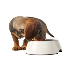 Hunter Melamine Voer- En Drinkbak - Wit 15 Hunter Melamine Voer- En Drinkbak - Wit -Premium Dierenwinkel hunter melamine voer en drinkbak wit 169567 0500 none