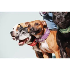 Hurtta Weekend Warrior Collar -Premium Dierenwinkel hurtta weekend warrior collar 189084 0500 none