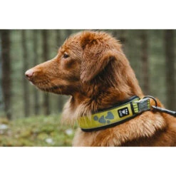 Hurtta Weekend Warrior Collar -Premium Dierenwinkel hurtta weekend warrior collar 189090 0500 none