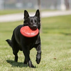 KONG Flyer Frisbee -Premium Dierenwinkel kong flyer frisbee 163063 1000 none