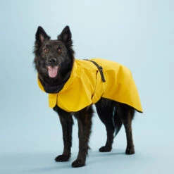 PAIKKA Visibility Raincoat Lite Yellow 10 PAIKKA Visibility Raincoat Lite Yellow -Premium Dierenwinkel mW2Bw3791R8VnpD5P3PKMJkiXIFNZn metaUGFpa2thLVZpc2liaWxpdHktUmFpbmNvYXQtTGl0ZS1ZZWxsb3c0LmpwZw