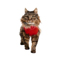 Medical Pet Shirt Kat -Premium Dierenwinkel medical pet shirt kat 167404 1000 none