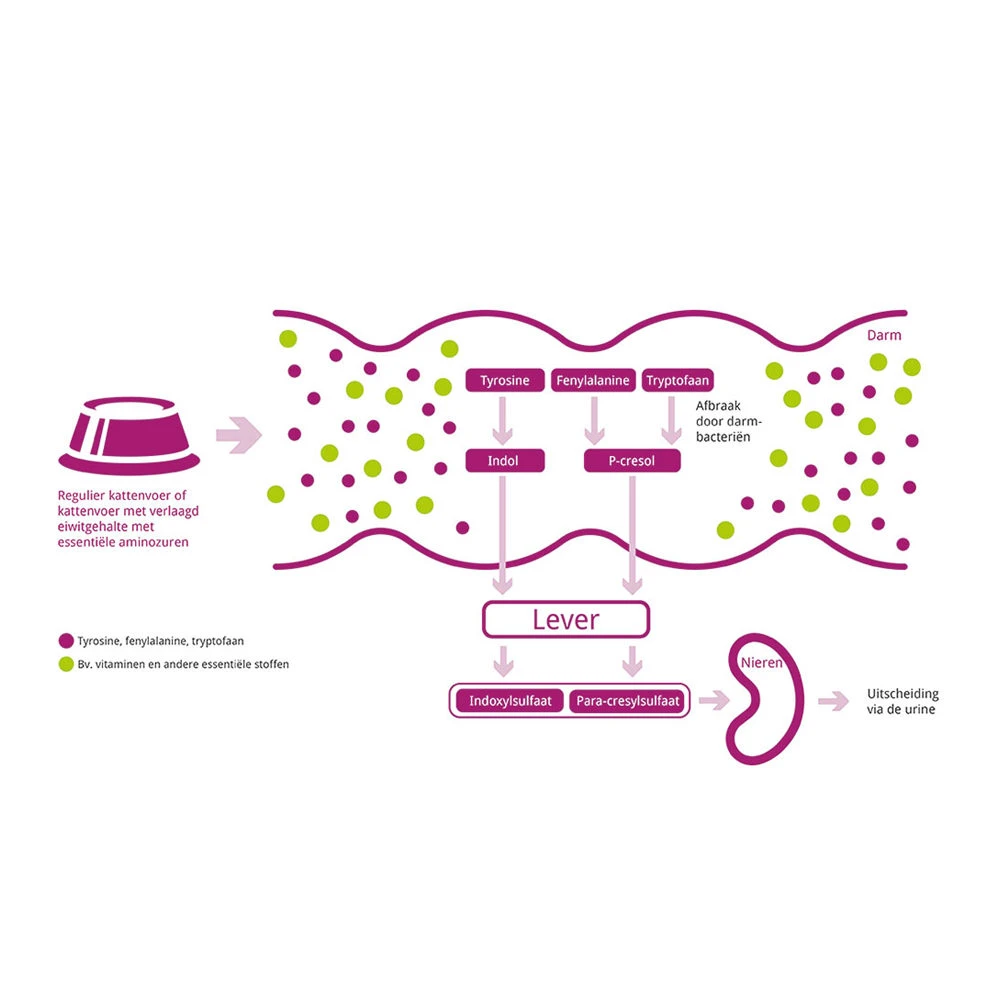 Porus One 8 Porus One - Afbeelding 8
