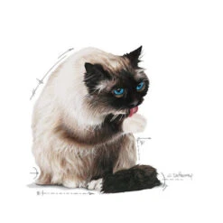 Royal Canin Hairball Care In Jelly - Kattenvoer -Premium Dierenwinkel royal canin hairball care in jelly kattenvoer 224004 0500 none