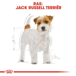 Royal Canin Jack Russell Terrier Adult - Hondenvoer -Premium Dierenwinkel royal canin jack russell terrier adult hondenvoer 139066 1000 none