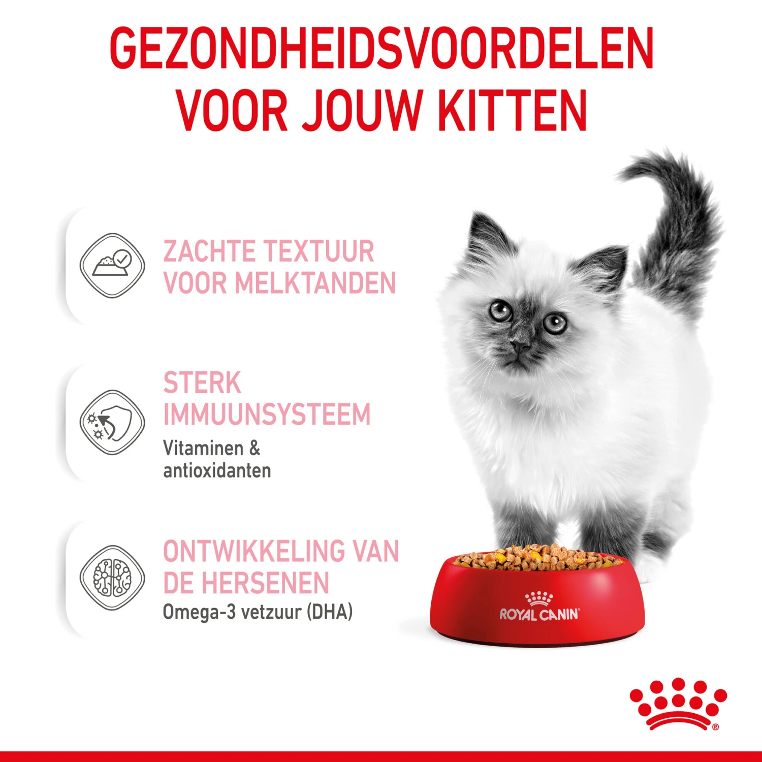 Royal Canin Kitten In Jelly - Kattenvoer 9 Royal Canin Kitten In Jelly - Kattenvoer - Afbeelding 9