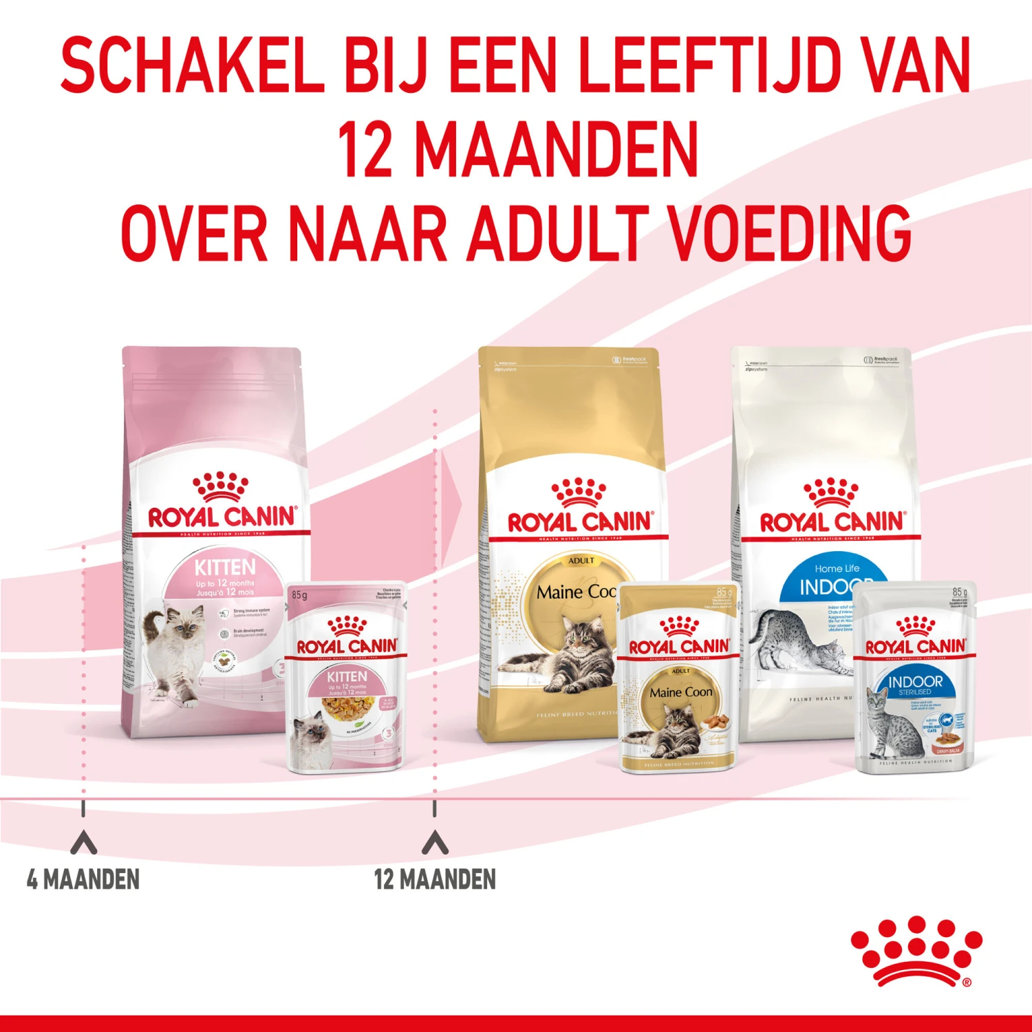 Royal Canin Kitten In Jelly - Kattenvoer 11 Royal Canin Kitten In Jelly - Kattenvoer - Afbeelding 11