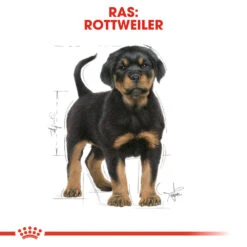 Royal Canin Rottweiler Puppy - Hondenvoer 16 Royal Canin Rottweiler Puppy - Hondenvoer -Premium Dierenwinkel royal canin rottweiler puppy hondenvoer 140035 1000 none