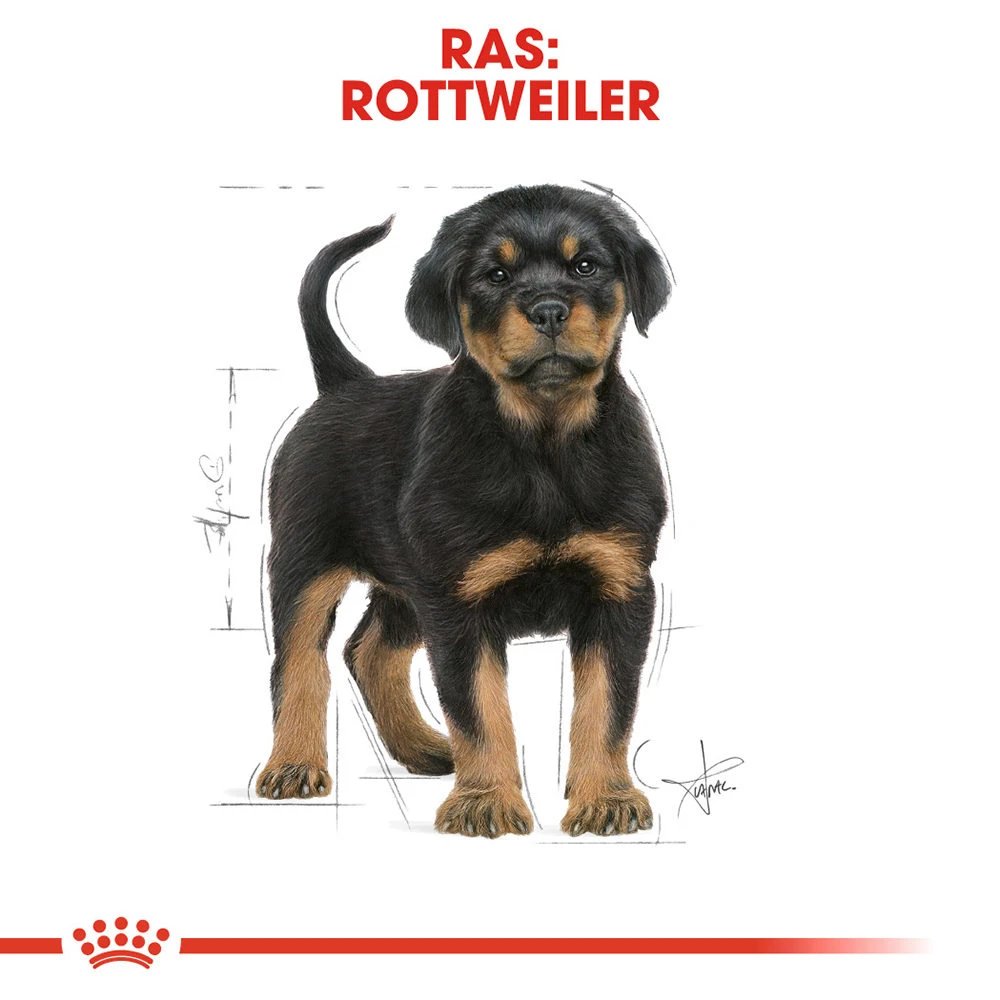 Royal Canin Rottweiler Puppy - Hondenvoer 6 Royal Canin Rottweiler Puppy - Hondenvoer - Afbeelding 6