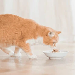 Schesir Kitten Pouch Cream 20 Schesir Kitten Pouch Cream -Premium Dierenwinkel schesir kitten pouch cream 210293 0500 none