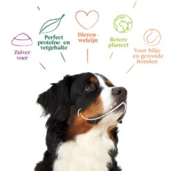 Yarrah - Hondensnack Vega Hondenkoekjes Grote Honden Bio 12 Yarrah - Hondensnack Vega Hondenkoekjes Grote Honden Bio -Premium Dierenwinkel yarrah hondensnack vega hondenkoekjes grote honden bio 198917 1000 none