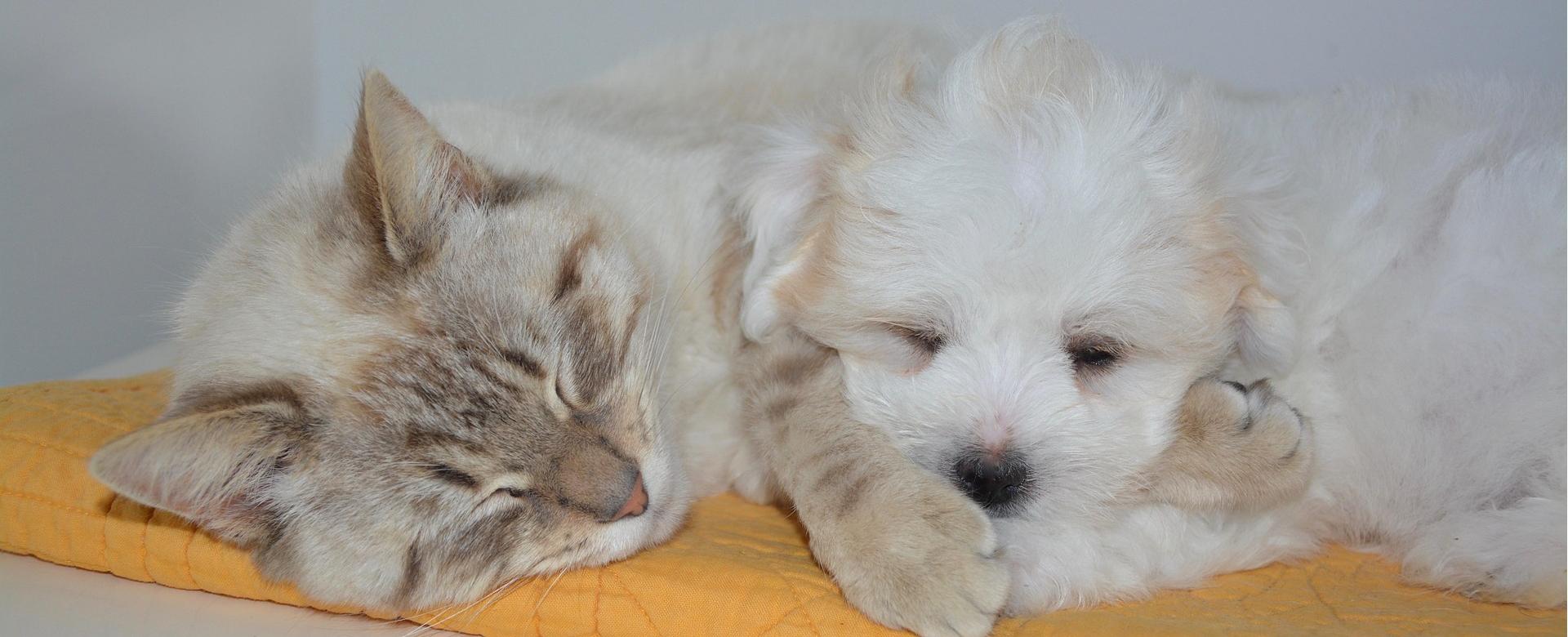 Premium Dierenwinkel -Premium Dierenwinkel cat 2205051 1920