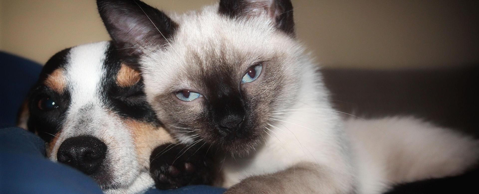 Premium Dierenwinkel -Premium Dierenwinkel dog 833957 1920